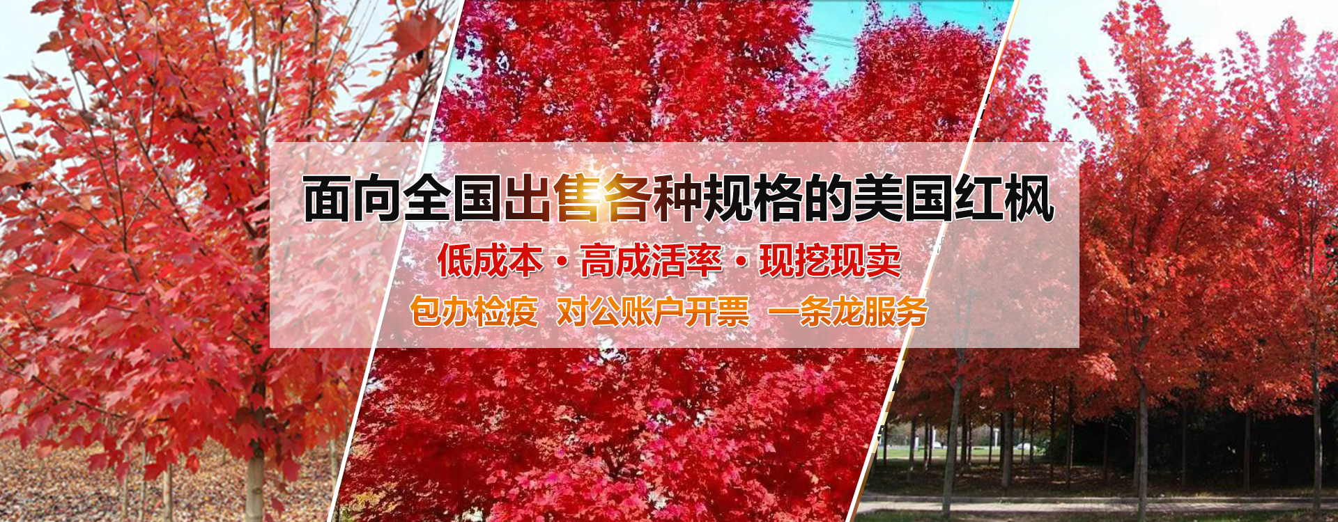 濟寧金楓園林工程有限公司