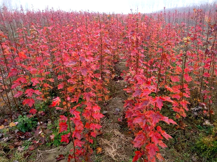 怎么讓美國紅楓修成優美冠形