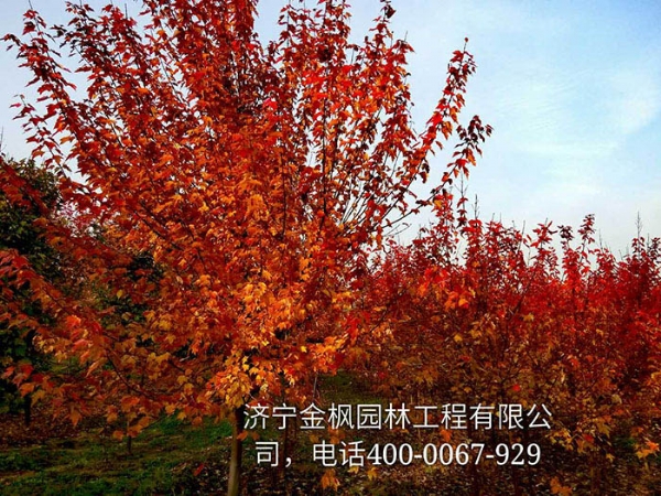 三、購買我們紅楓具體流程是怎么進行的？