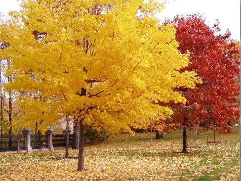 一、我們的紅楓為何能保障在同類產品中價錢低？
